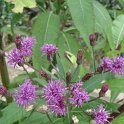Vernonia arkansana fleur
